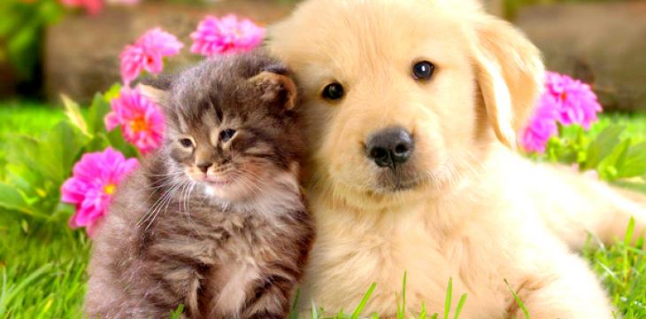 Brasileiro não abre mão de espaço para pets na hora de escolher um novo lar.