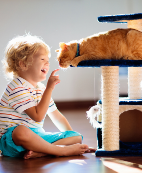 Como organizar um cantinho pet em casa