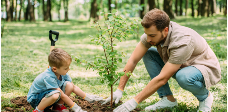 Quer plantar uma árvore? Saiba o que considerar e as espécies indicadas