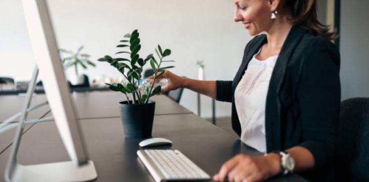 Plantas ideais para escritório